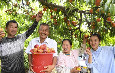 安徽亳州：萬畝桃園喜獲豐收