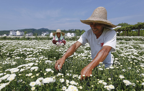 安徽黃山：徽州貢菊花如雪