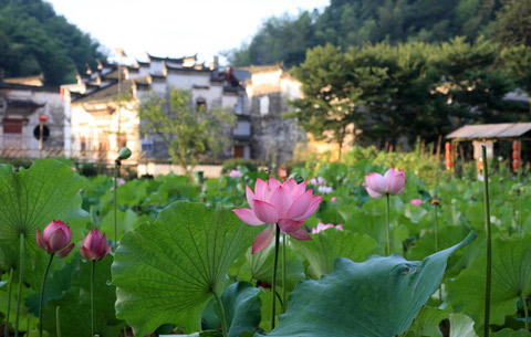 夏日荷花美 映美古村落