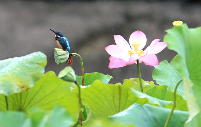 安徽黟縣:西遞古村荷塘翠影