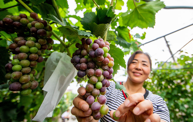 “葡萄長廊”惹人愛