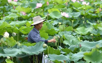 安徽肥西:太空蓮種植助力鄉村振興