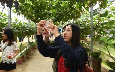 合肥:兩岸學子感受現代農業