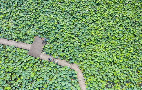 航拍:夏日荷花香 田園風光美