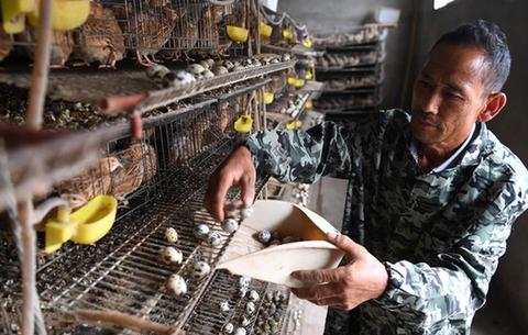 安徽明光:小鵪鶉助增收