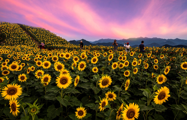 石潭葵花開 畫境醉遊人