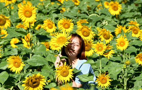 葵花朵朵 笑靨如畫