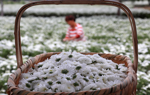 “徽州貢菊”進入盛採季