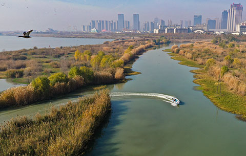 大湖濕地 候鳥翔集