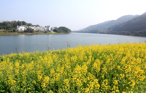 春回新安江