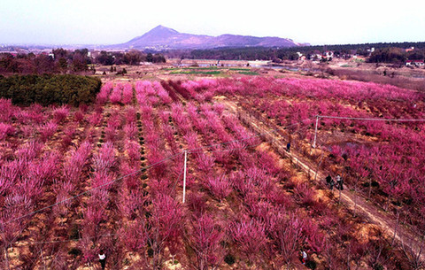 航拍:梅花三月正芳華