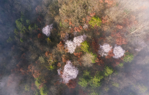 航拍:野櫻盛開大別山