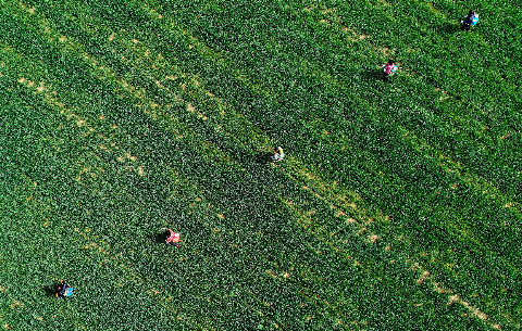 微视频：这就是追赶春天的中国