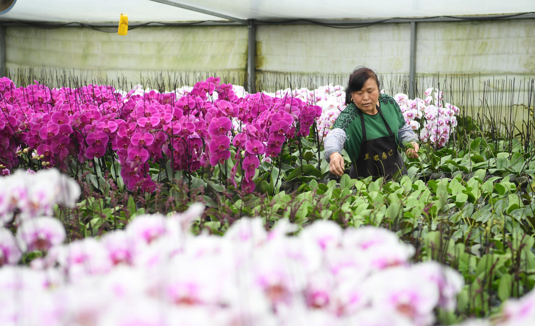 安徽肥西：“花卉经济”助力脱贫攻坚