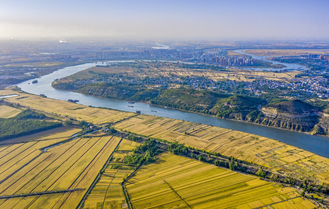 航拍:淮河岸上 風吹麥浪