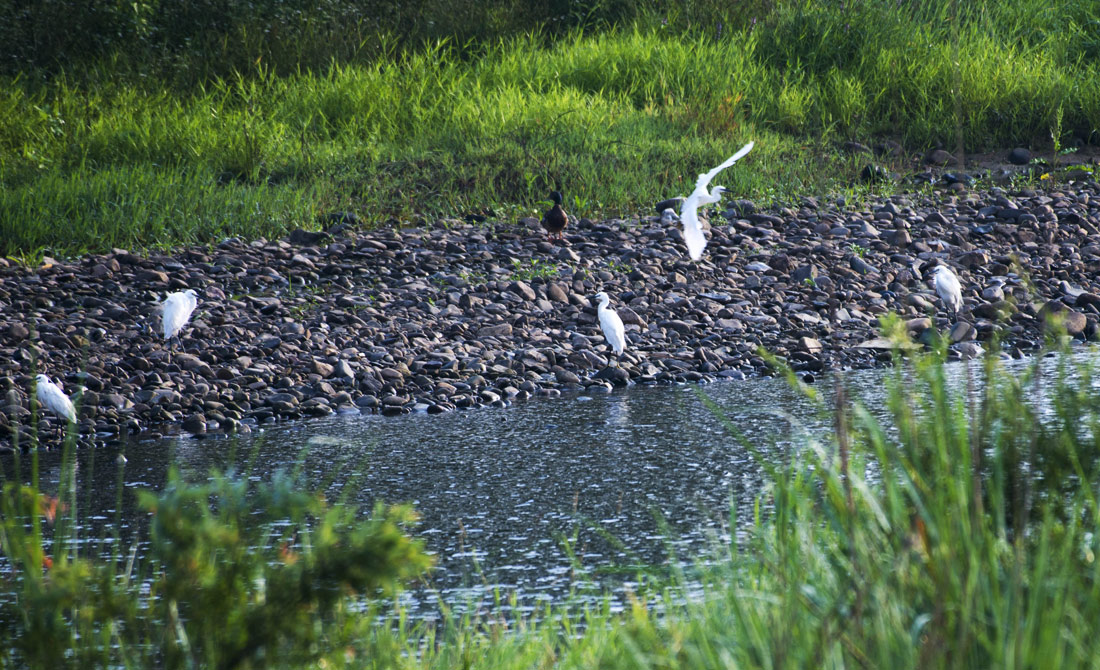 琴溪河畔鳥兒飛 （劉兵生 攝）