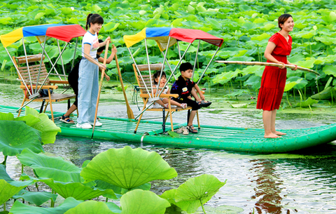 夏荷淩波漾清風