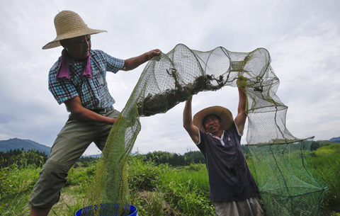 稻香蝦肥 脫貧增收