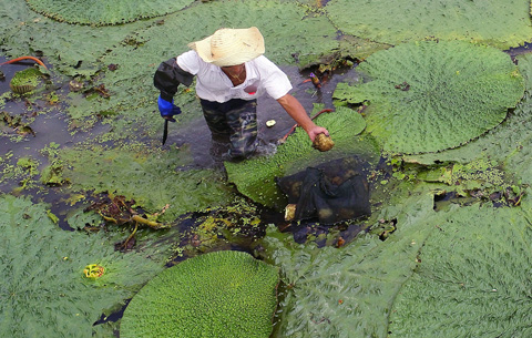 航拍:芡實熟了