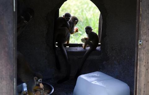 合肥：給動物送清涼