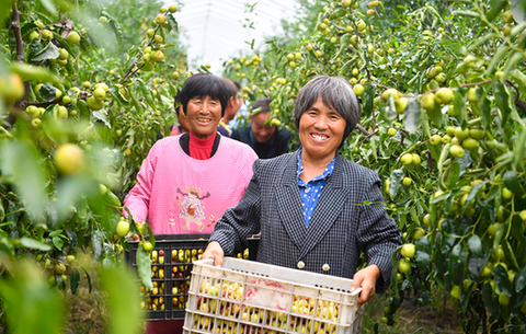 安徽亳州：冬棗飄香慶豐年