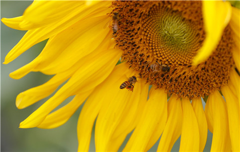 齊雲山下葵花開