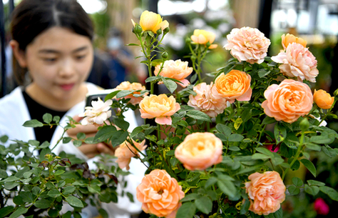 花兒開了幸福來
