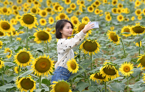 安徽巢湖：百萬葵花向陽開