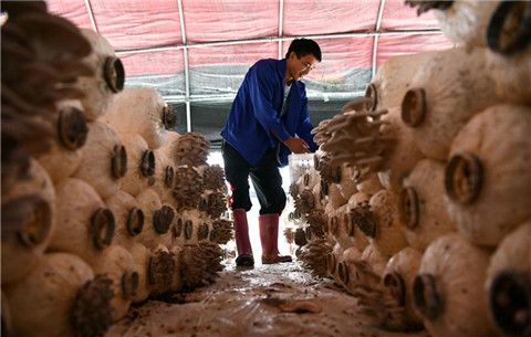 從貧困戶到蘑菇種植能手