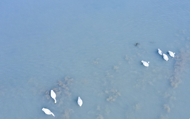 生态石臼湖：又见“候鸟天堂”