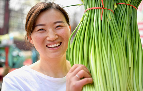 安徽亳州：万亩蒜苔喜丰收