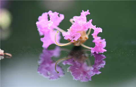 花语倩影自清凉