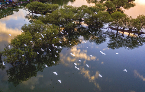 【“飞阅”中国】霞光云影白鹭飞