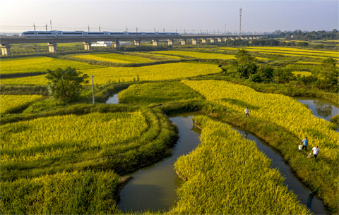 走进乡村看小康|稻虾连作 虾肥稻香