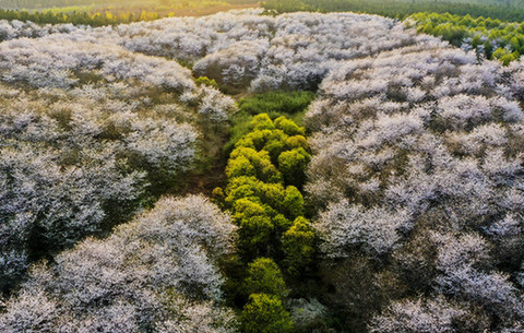 【“飞阅”中国】樱花如雪 乡村似锦