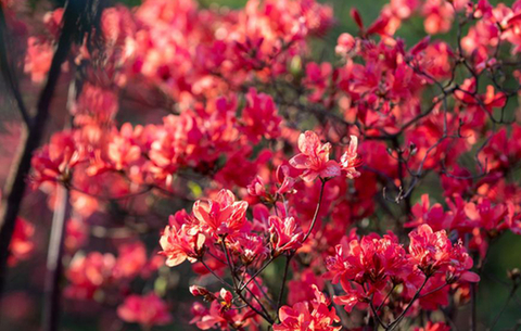 最是一年春好处|遍野杜鹃花 红透金龙山