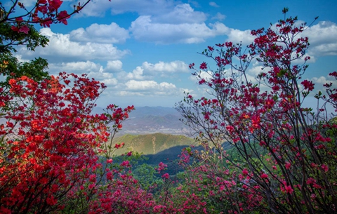 最是一年春好处|遍野杜鹃花 红透金龙山