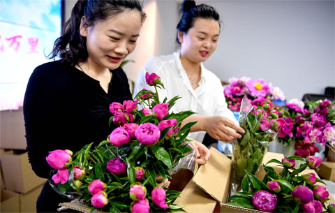 安徽亳州：芍花邮寄 香飘万里