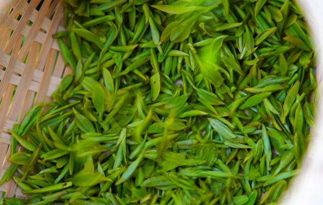 安徽宿松：茶产业铺就致富路
