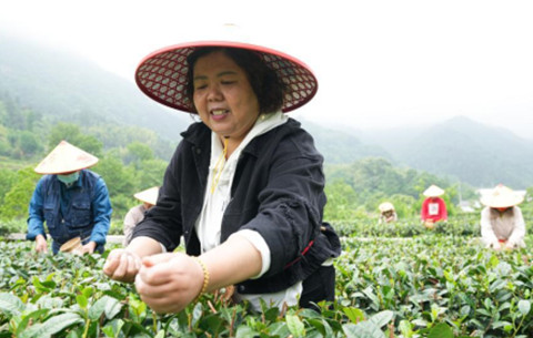 新华全媒+丨茶旅融合兴山村