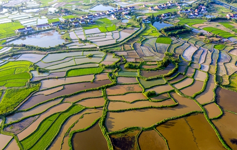 【“飞阅”中国】“稻虾”连作好“钱景”