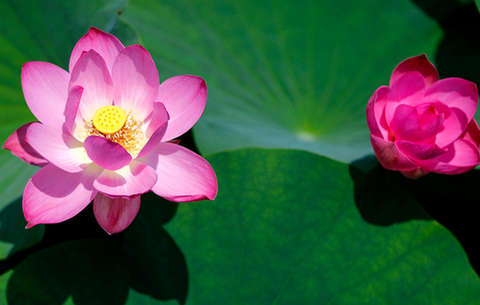 安徽黄山:六月荷花别样红