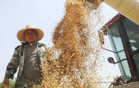 安徽：小麦全社会收购量同比增长近八成