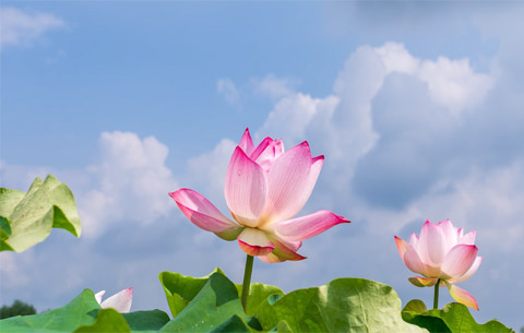 瞧，太空莲开花了!