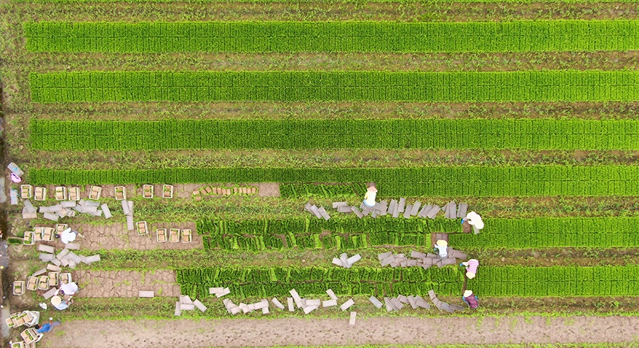 【“飞阅”中国】抢抓农时夏种忙