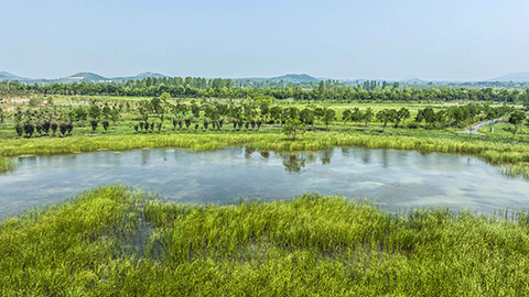 安徽合肥：环巢湖十大湿地全面建成