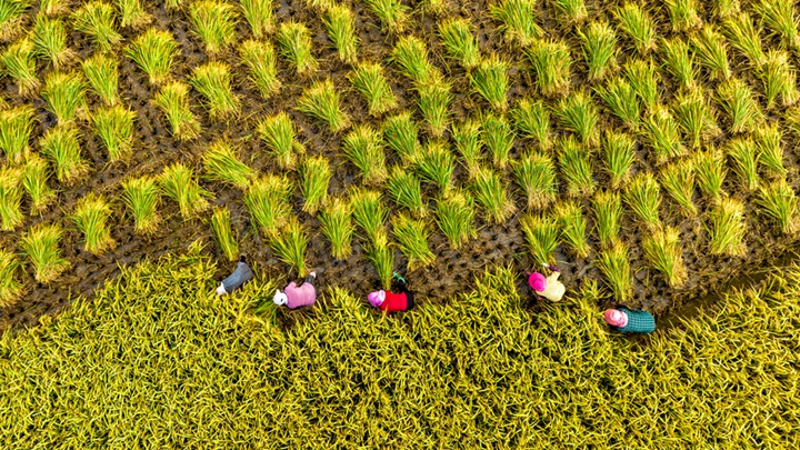 【“飞阅”中国】育良种 助丰产