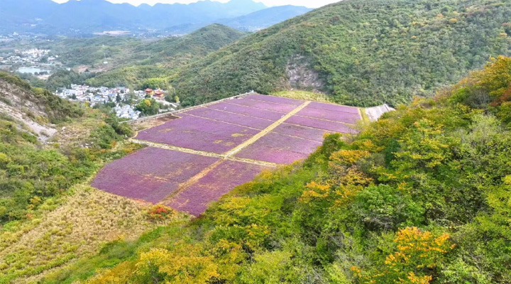安徽铜陵：铜草花儿开 矿区变“花海”