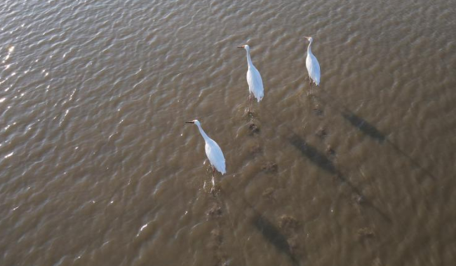 新华全媒+丨安徽：冬日升金湖候鸟起舞