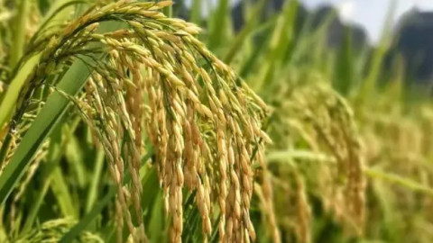 安徽省已收购中晚籼稻超395万吨